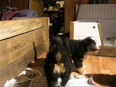 23 fév des bébés de presque 2 mois, ça déménage...