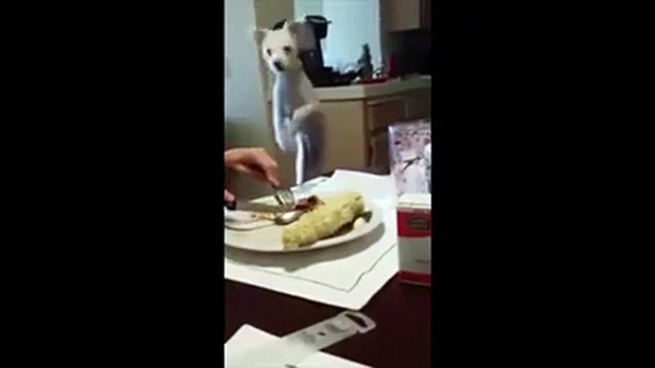 This little guy does this every time his family sits down for dinner. Too funny!