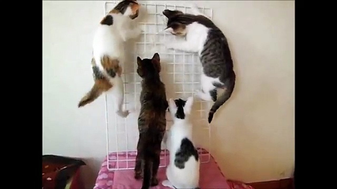 よじ登る子猫