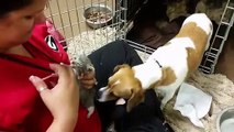 Dog Fostering Kittens Without Mother Cat