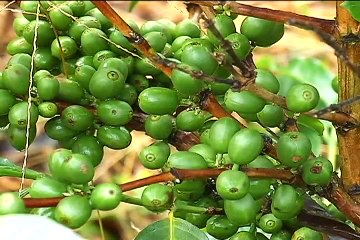 24 de febrero de 2015 Cauca Ganadería y apicultura.