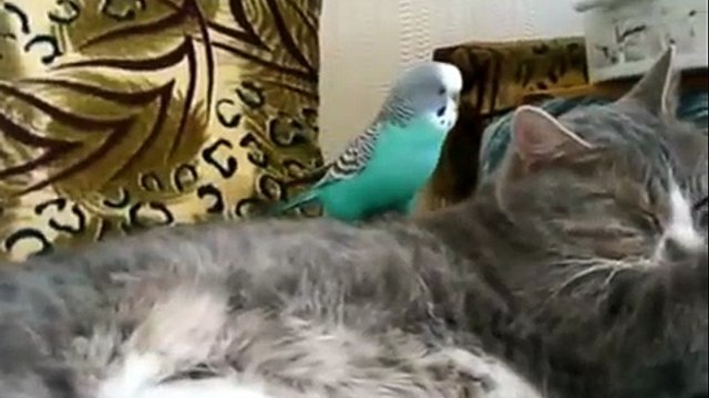 Говорящий кот попугай. Попугай достает кота. Попугай наехал на кота. Попугай говорит коту. Попугай с котом видео говорит прикольное.