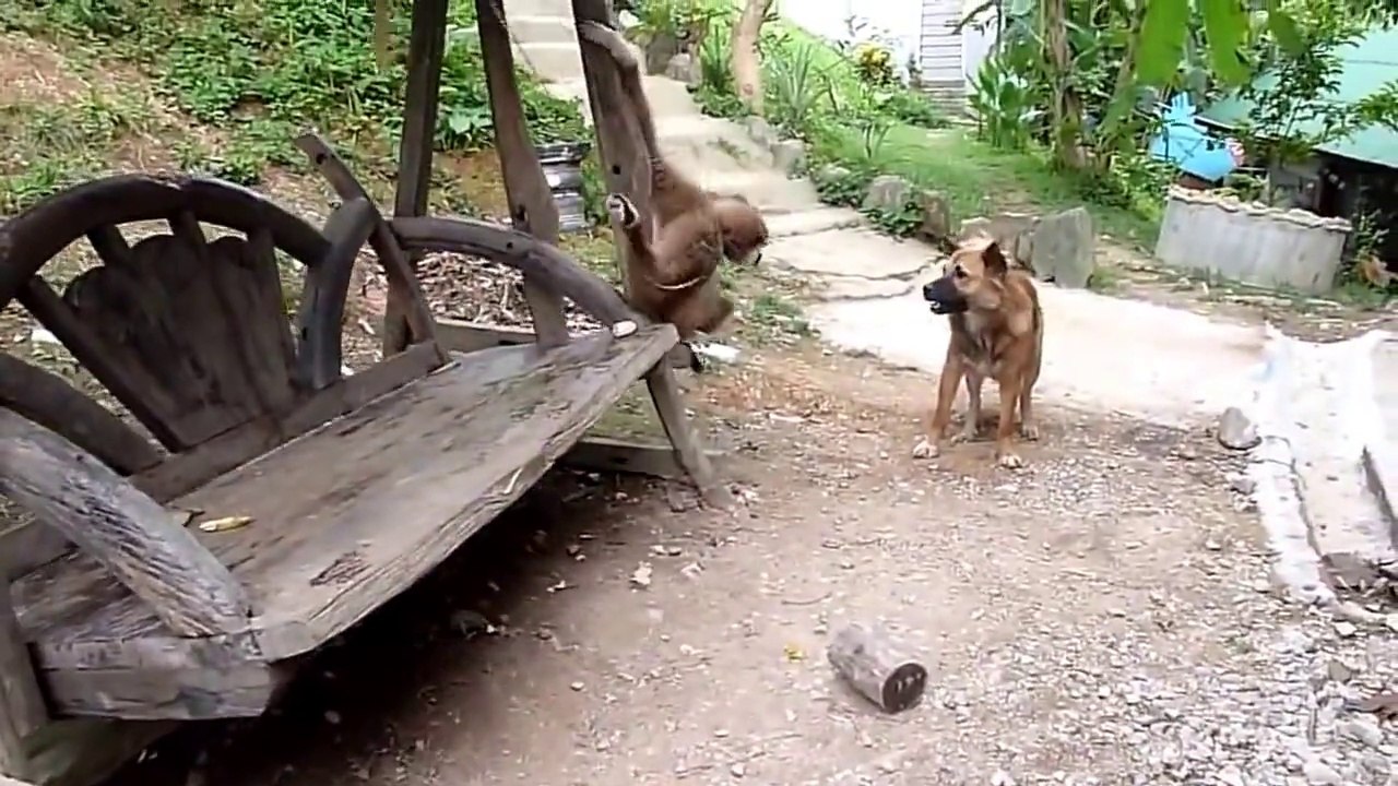 Funny Monkey taunts Dog - Смешная Обезьяна достает Собаку - Прикол !