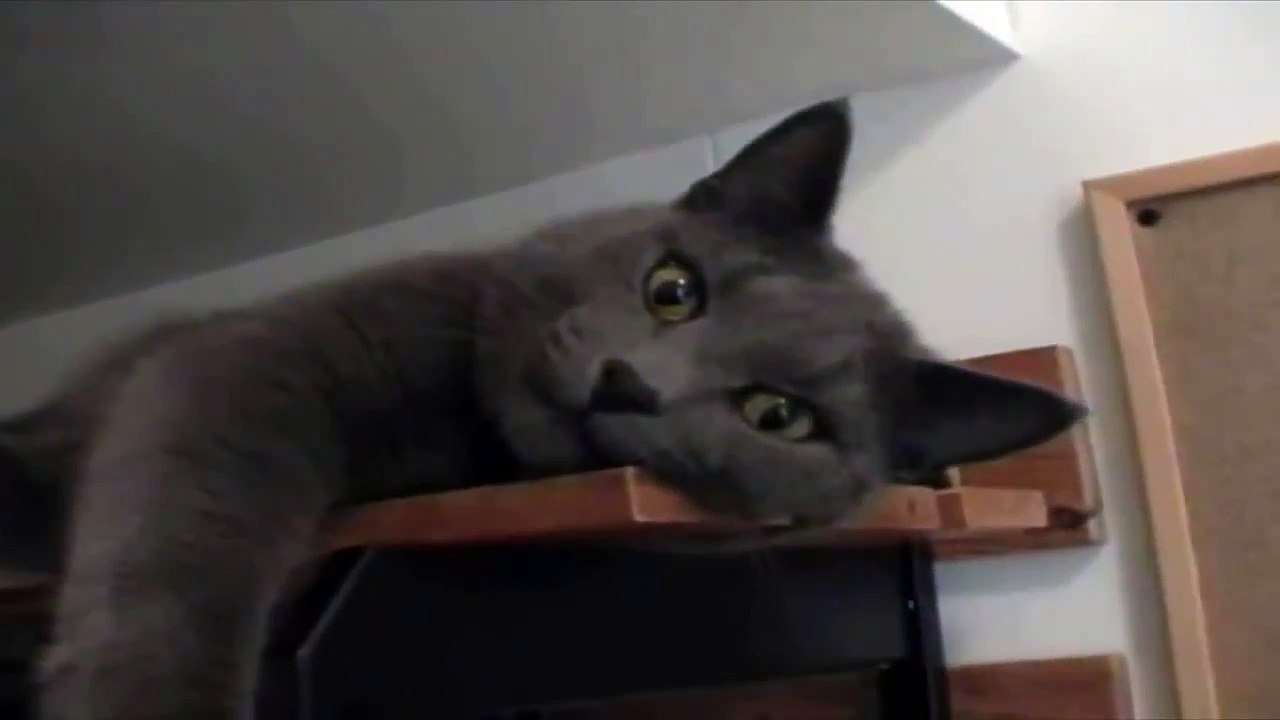 Funny Animals Edition 2014