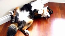 Funny Cats and Dogs Sleeping Compilation 2014 - Hilarious Sleeping Cat and Dog ✔