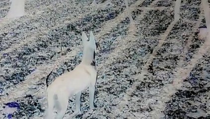 Be Aware Malinois @ WONDERLAND