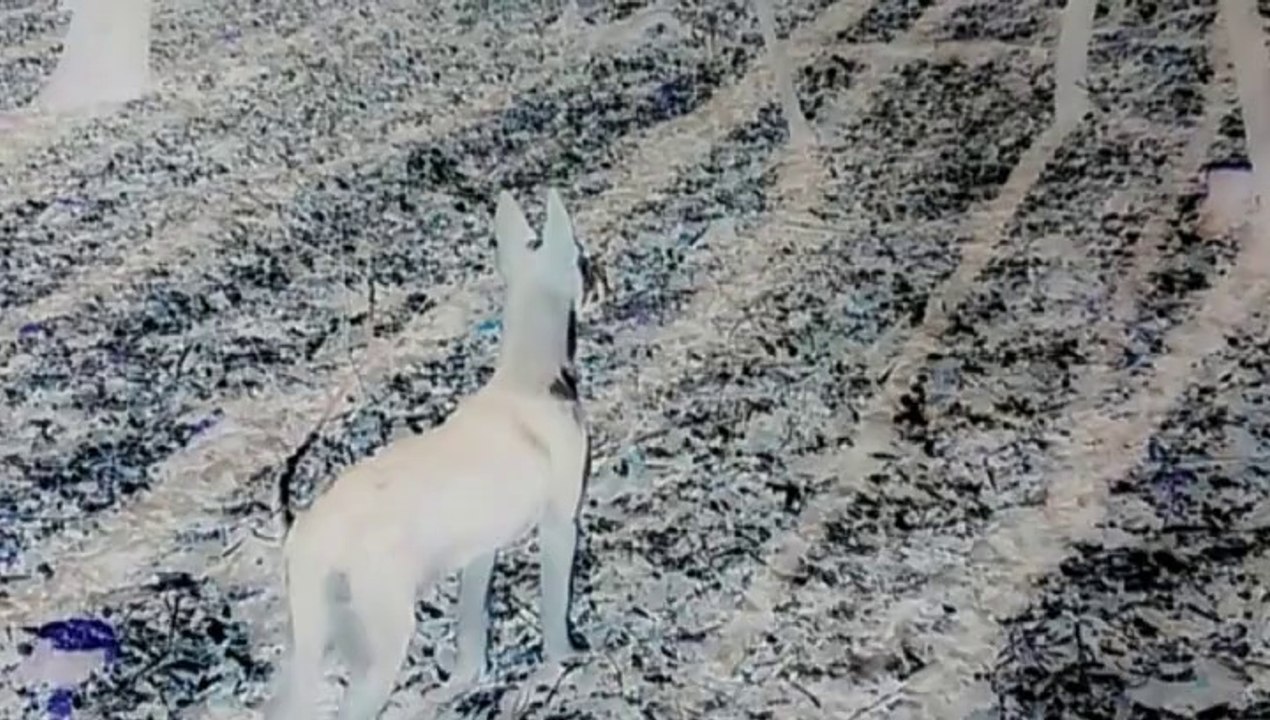 Be Aware Malinois @ WONDERLAND