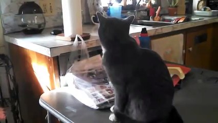 Funny Meowing Compilation - Funny Cats And Kittens