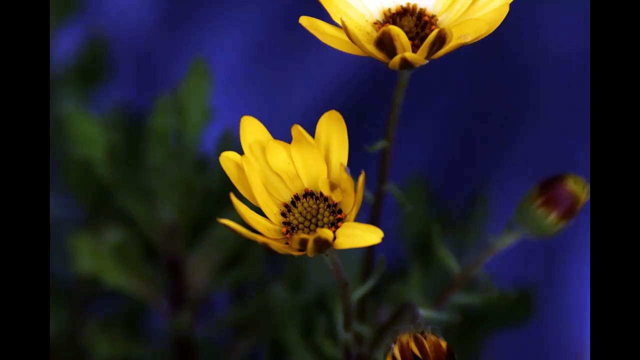 fleur en timelapse