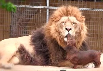 Un perro salchicha le lame el rostro a un león