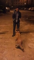 كلب مش عادي