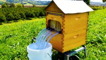 Honey on Tap! New Beehive Revolutionizes Beekeeping with Keg-Like Design