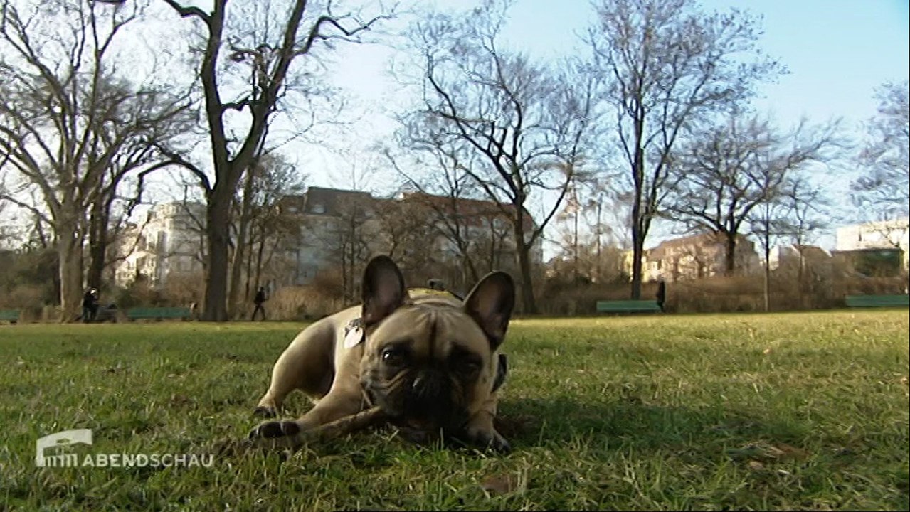 Abendschau-Serie Pro & Contra Hundestadt Berlin | Abendschau vom 23. Februar 2015