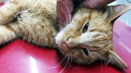 Help us save Pablo, he was thrown out of a van and run over by a car