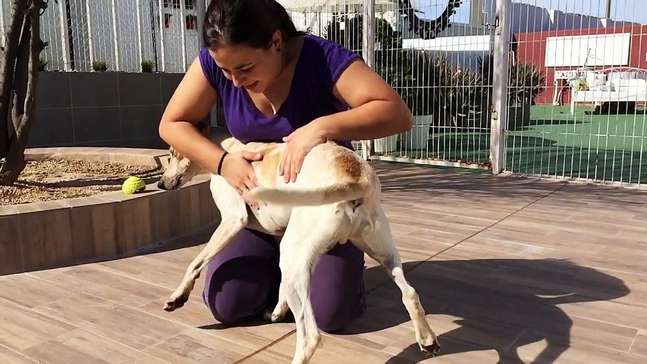 A dog called Love