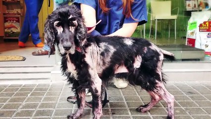 The rescue of Wendy, an old cocker abandoned and left to die