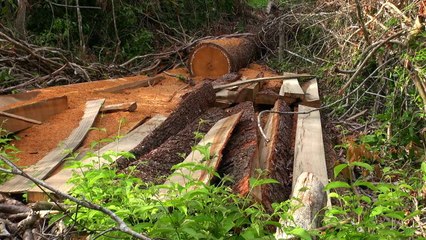 Conservation Soldier [Cambodia Wildlife Sanctuary]