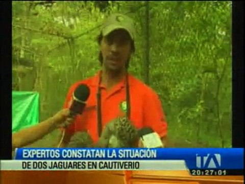 Expertos controlan el estado de jaguares nacidos en cautiverio