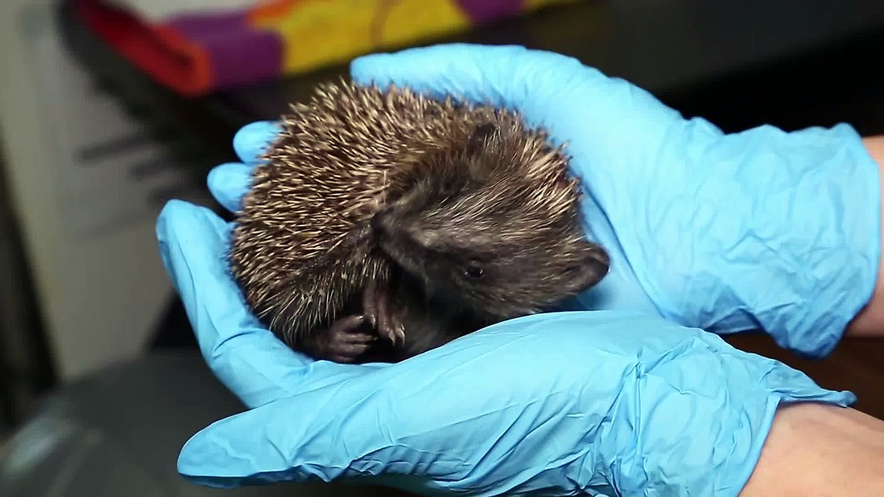 Harry the Hedgehog self-anointing