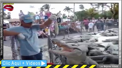 FUERTE Cocodrilo Enfurecido Traga la Mano de su Domador - Cocodrilo ataca