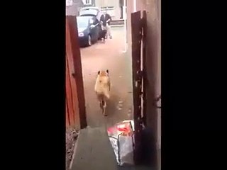 How to find such a Great Dog like this??? (Y)More Amazing Article , Please V...