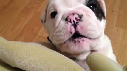 Sinirli Yavru Köpek