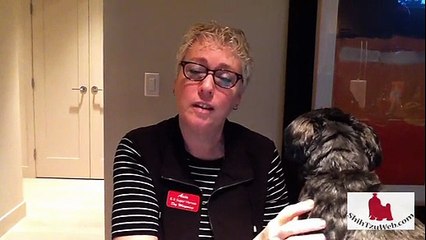 The Beginners Guide to Training a Shih Tzu