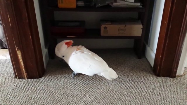 Perroquet pas très content d'aller chez le veto!