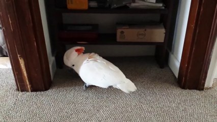 Perroquet pas très content d'aller chez le veto!