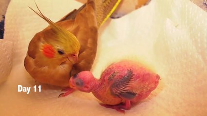 Baby Cockatiels first 30 days Time Lapse : so fast growth rate!