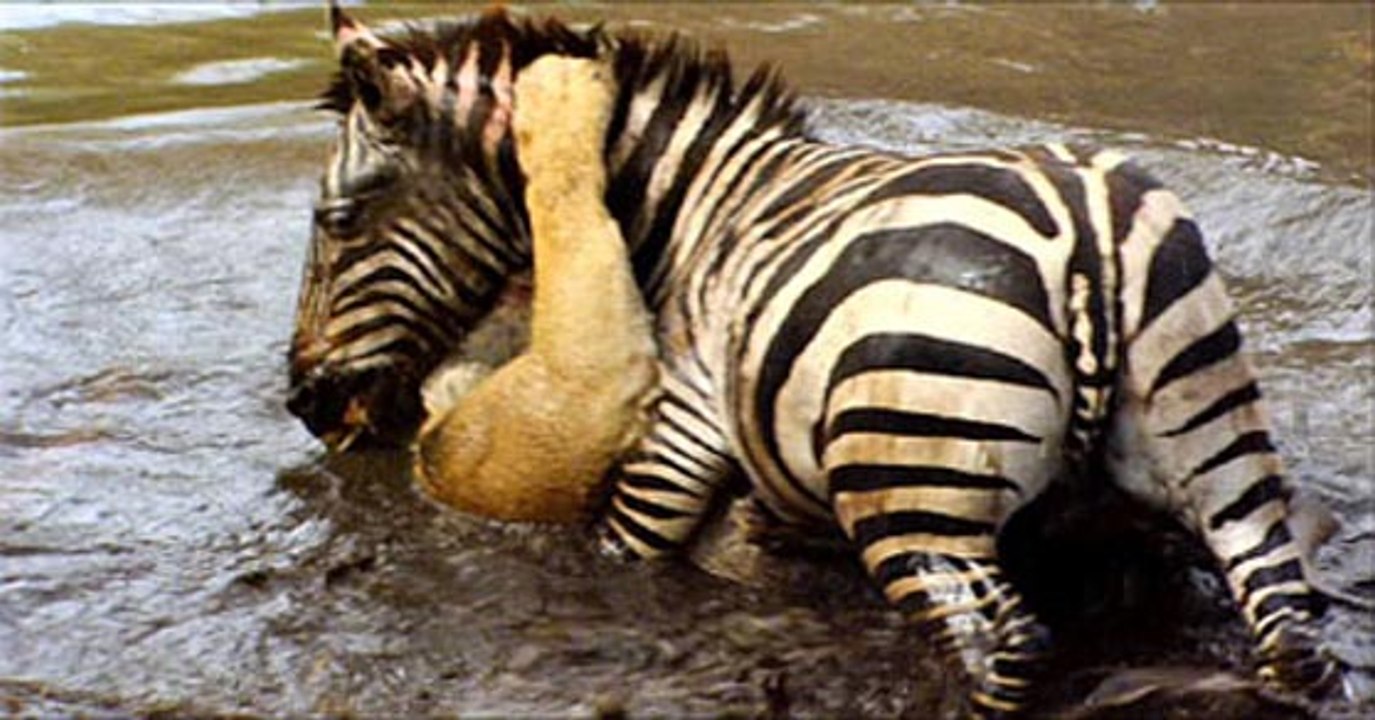 Zebra drowned Lion and Escaped - Well Done !!!