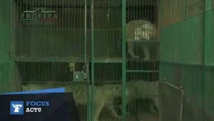 Une centaine d'animaux sauvés d'un zoo délabré au Mexique