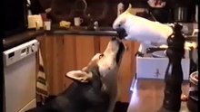 Smart Bird feeds Dog - Умная Птица кормит Собаку