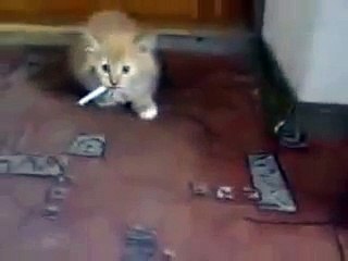 Funny cat smoking video must watch hahaha