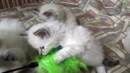 Chatons sibériens silver à réserver