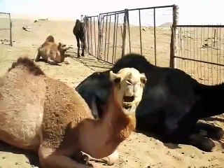 How To Camels Eat Camal