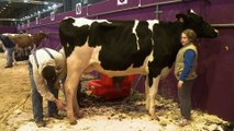 Profession clipper: coiffeur pour vaches au pied du ring