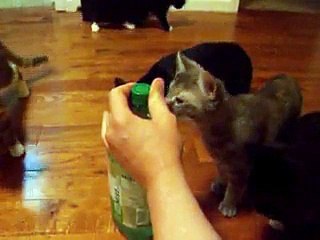 Funny Cats - Kung Fu Kitty