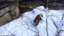 Red Pandas Are Having Snow Much Fun