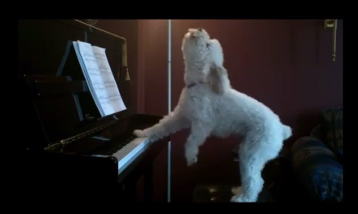 Super Talented DOG!