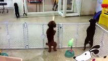 This puppy is so excited to see his owner