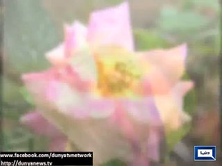 Dunya News - Intermittent rain continue in different parts of country