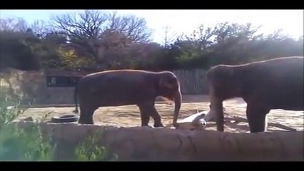 Elephant really wants to break this stick then rage quits