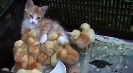 cat With chicks
