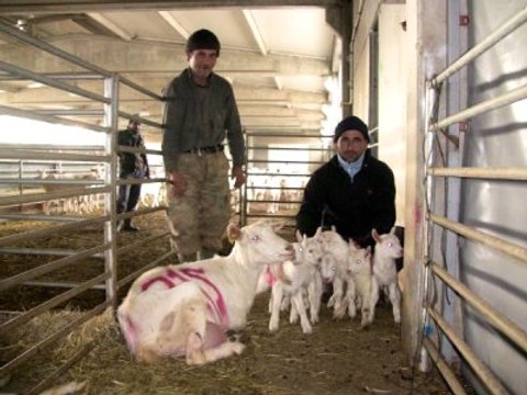 Saanen Keçisi Altız Doğurdu