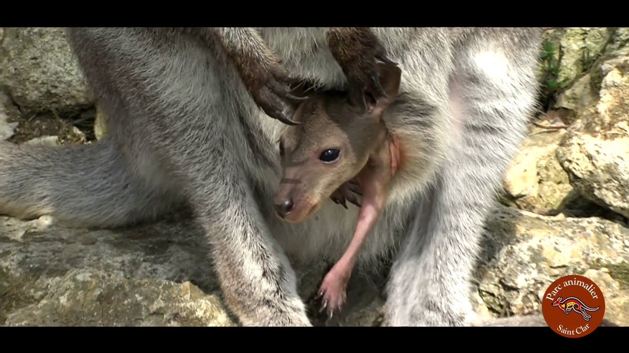 Parc Animalier Saint Clar Gers