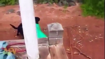 Dog Saved Life of a Girl