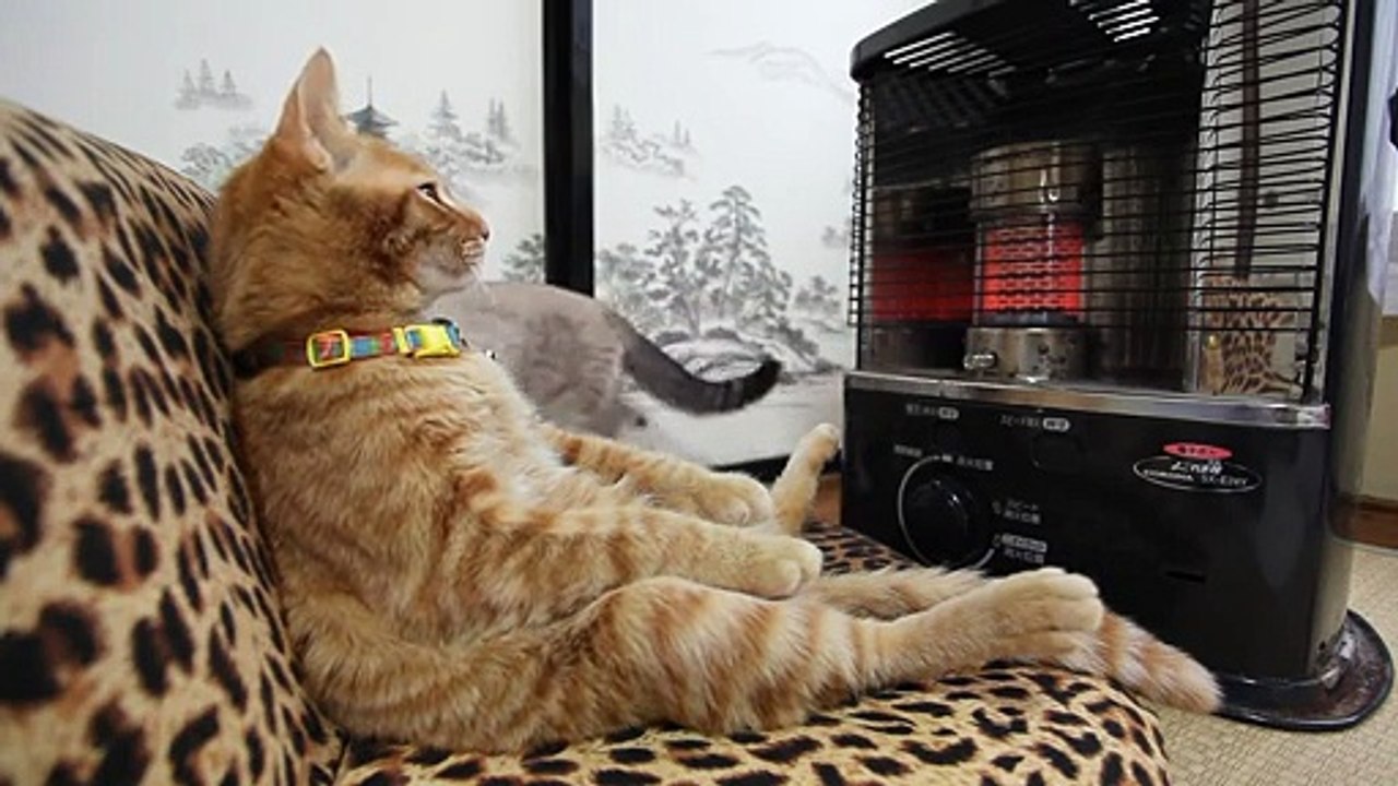 Ce chat kiff grave le radiateur, tranquille le matou !