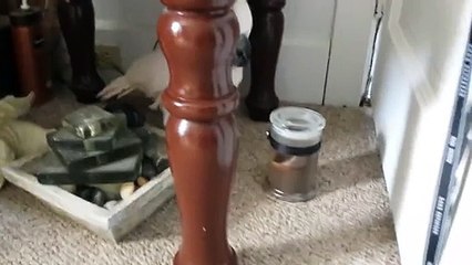 Perroquet pas très content d'aller chez le veto!