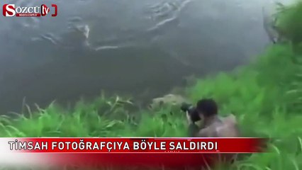 Timsah fotoğrafçıya böyle saldırdı